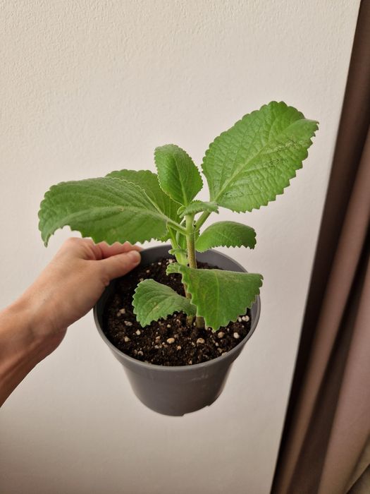 Комнатная мята, 2 черенка