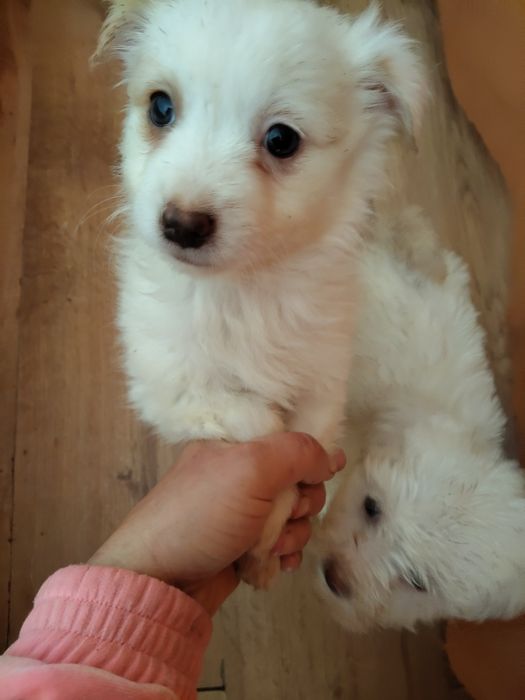 Bishon și bishonică