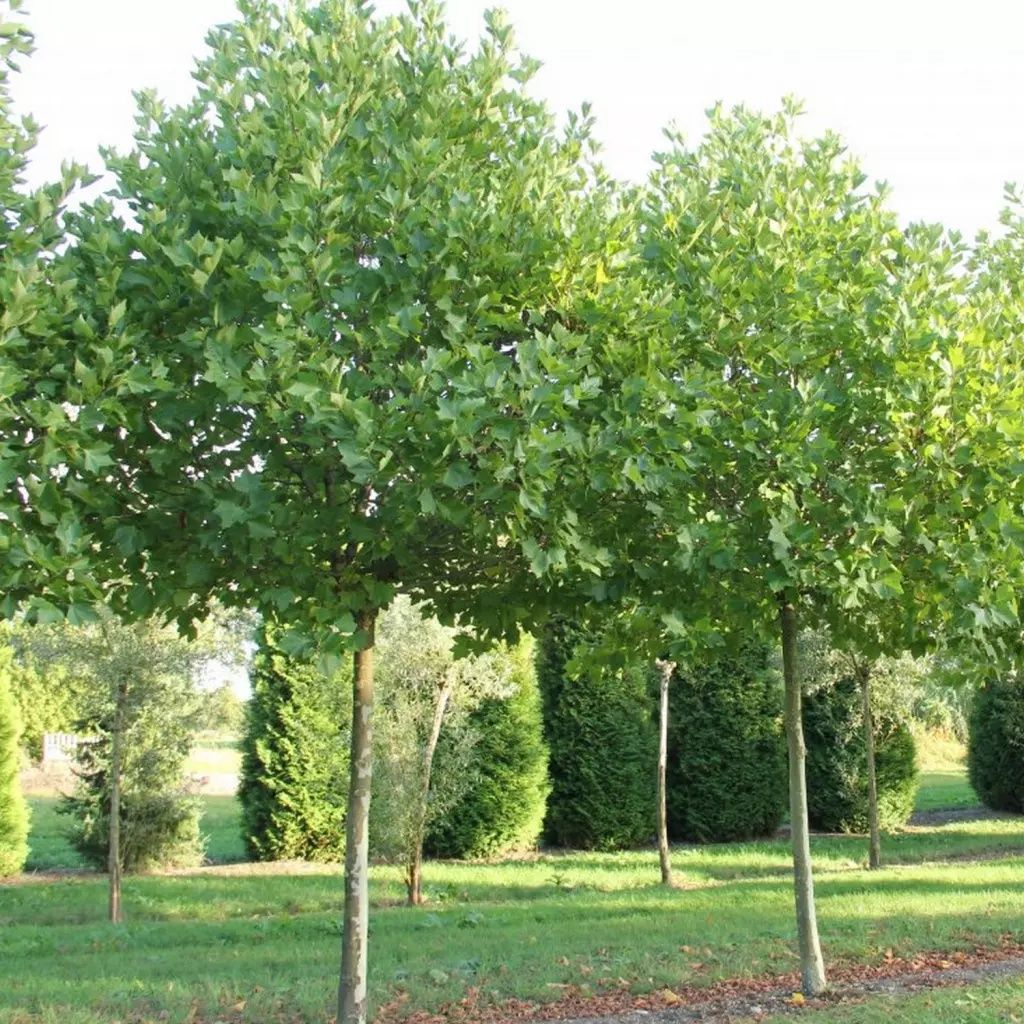 Platanus Acerifolia