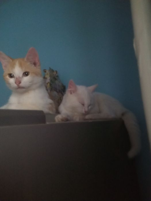 Отдам даром трёх месячных котят