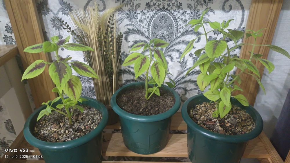 Комнатные растения