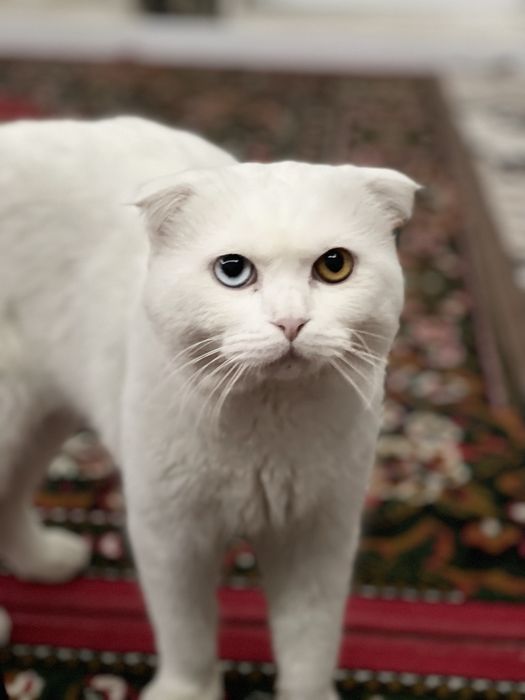 Mushuk sotiladi zotli