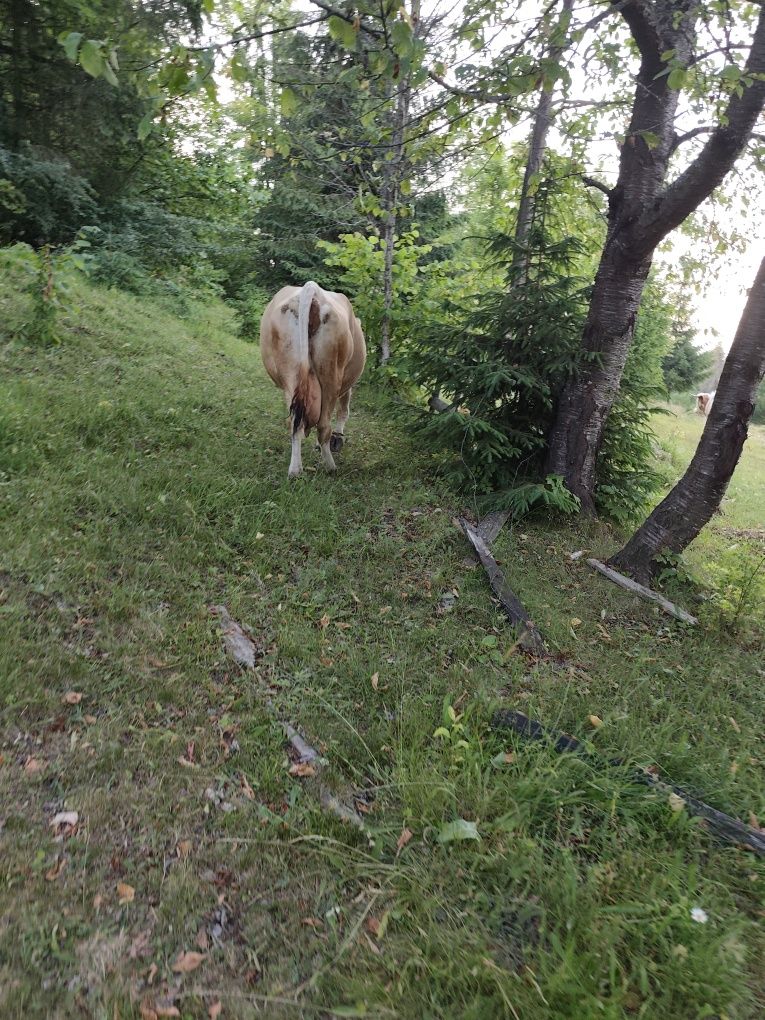 Vacă de vânzare de 9 ani