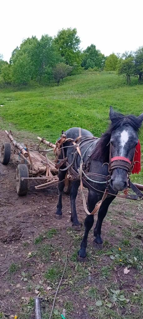 De vânzare mânz în vârstă de 2 ani.Localitatea Baia Sprie. Maramureș