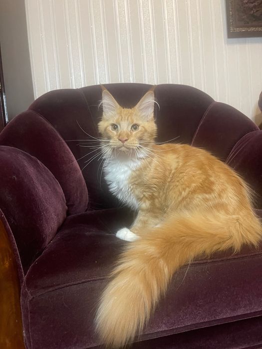 Maine Coon cu părinții campion