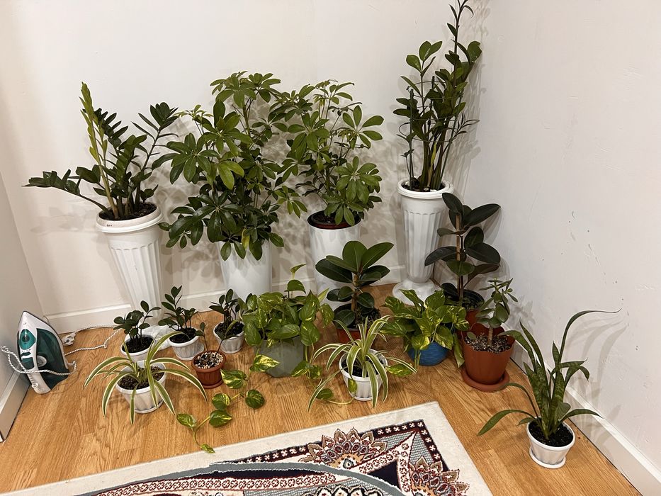 Комнатные растения хочу продать ………………………………………………………………………………………………..
