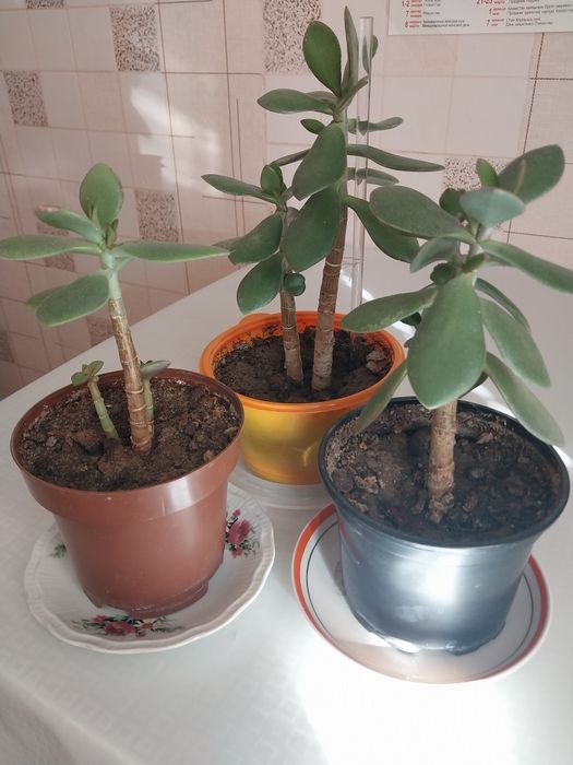 Комнатный цветок "Толстянка "