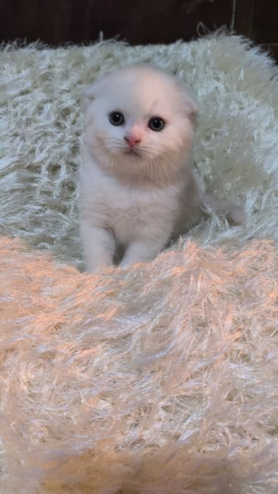 Животные кошки и