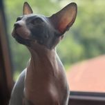 Продается Кошка свинкс