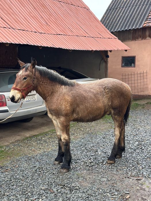 Mânz de vânzare din caii greii