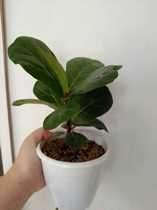 Фикус Лирата Бамбино, Араукария, Сингониум и Сансевиерия