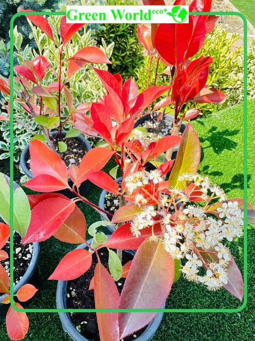 Photinia Fraseri Red Robin