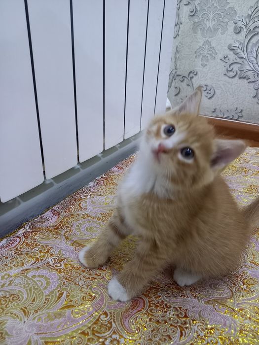 Продаётся котёнок