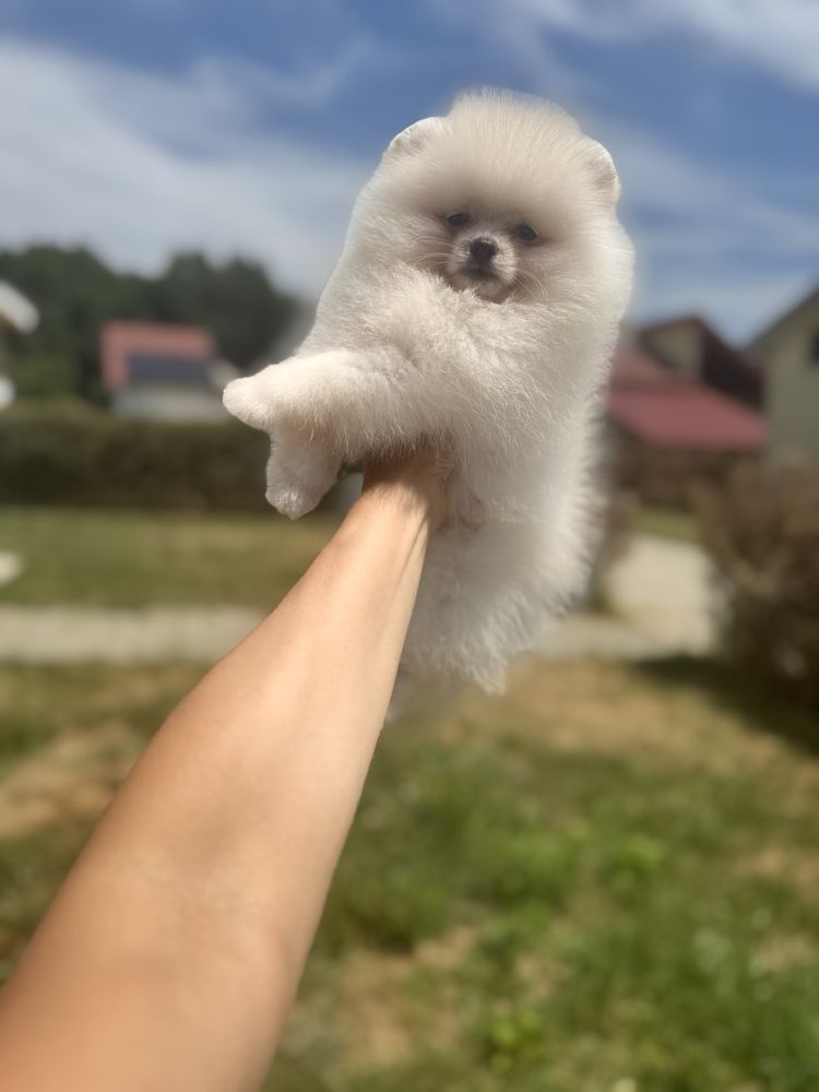 Femela pomeranian fci pedigree