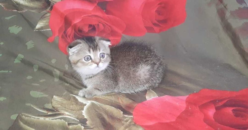 Золотой котенок девочка