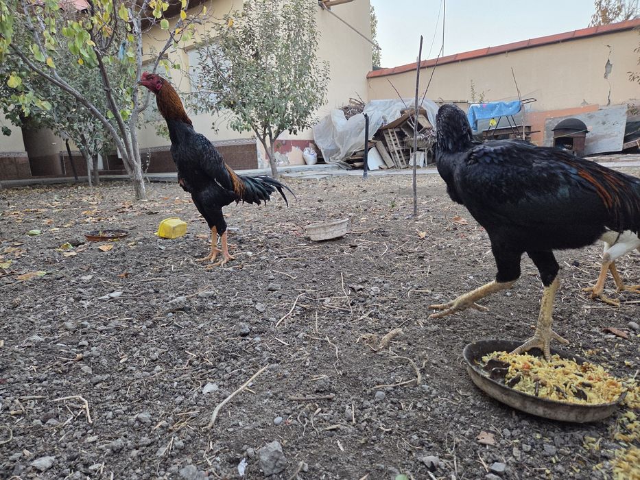 Srochna Dakanni oppo dodasi sotiladi