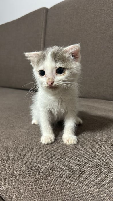 Котенок в добрые руки