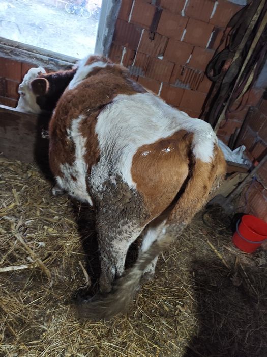 Vaca gestanta 8 luni