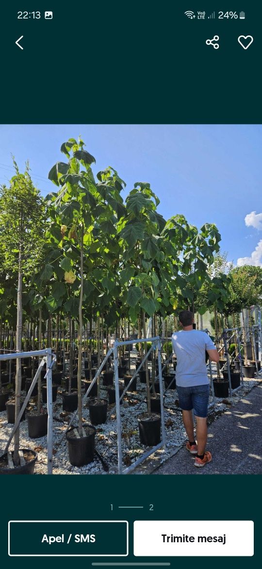 Paulownia Tomentosa Shoot Cu Flori roz
Paulownia Tomentosa Prin