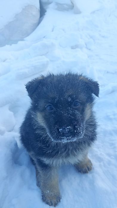 Продам щенат. Чистокровные немецкие овчарки
