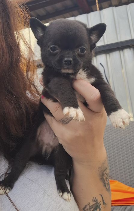 Chihuahua baiat mini  .cu acte