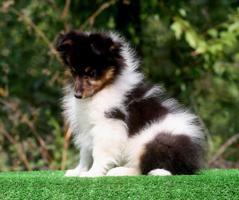 Sheltie - Shetland Sheepdog