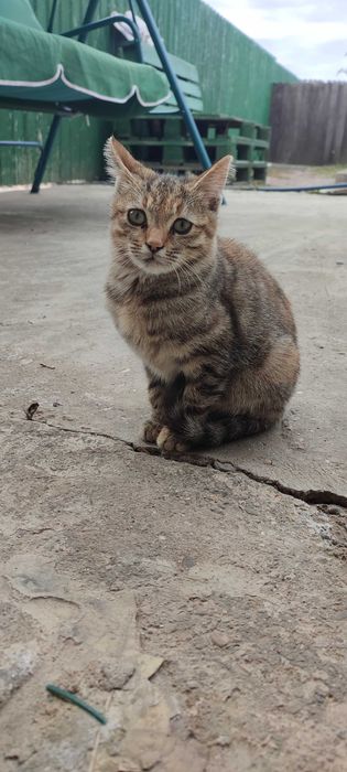 Pisoi gri, 3 luni