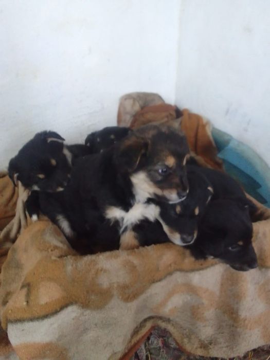 щенки,щенята, дети собак