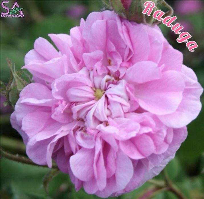 Trandafiri Dulceata,Lavanda Angustifolia Sevtopolis