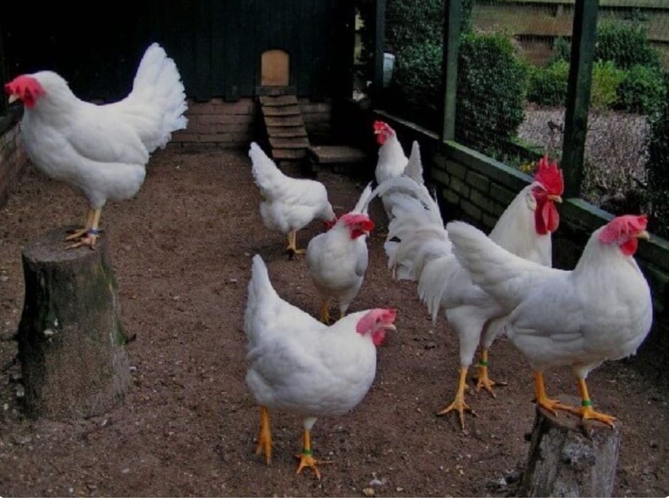 Куры несушки породы Леггорн