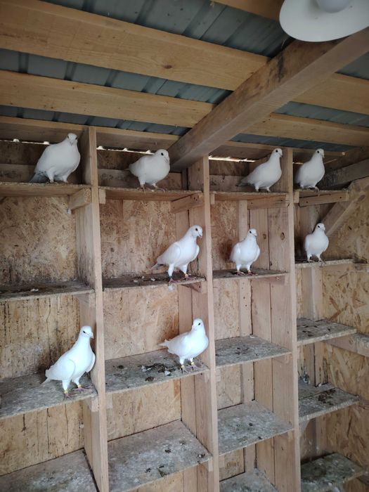 Porumbei albi disponibili