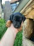 Pui jagdterrier    .       .