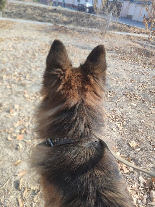 Сабака апчарка неметиски