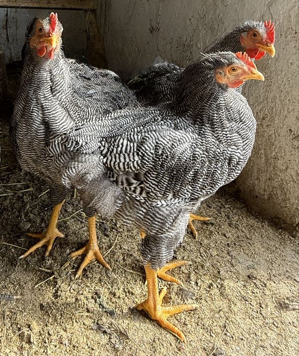 De vânzare cocoși Sussex, Plymouth, Wyandotte argintiu