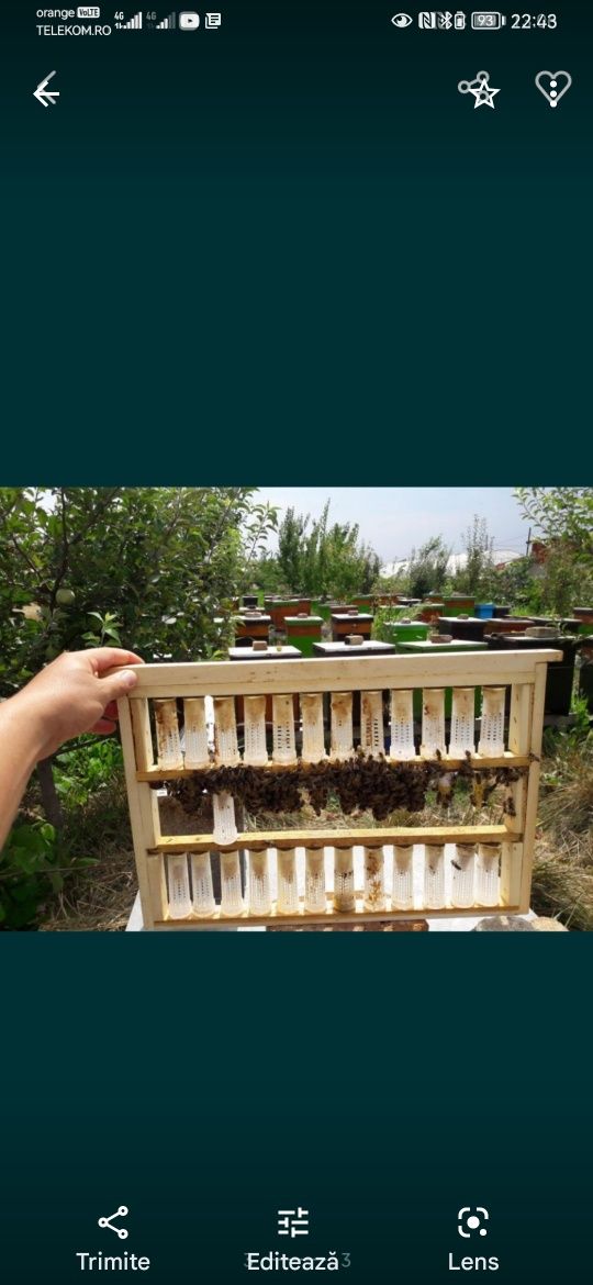 Vând 70 familii de albine