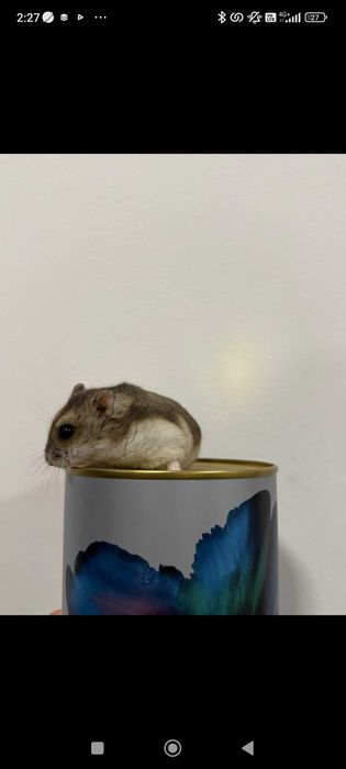 Мини хамстер много игрив