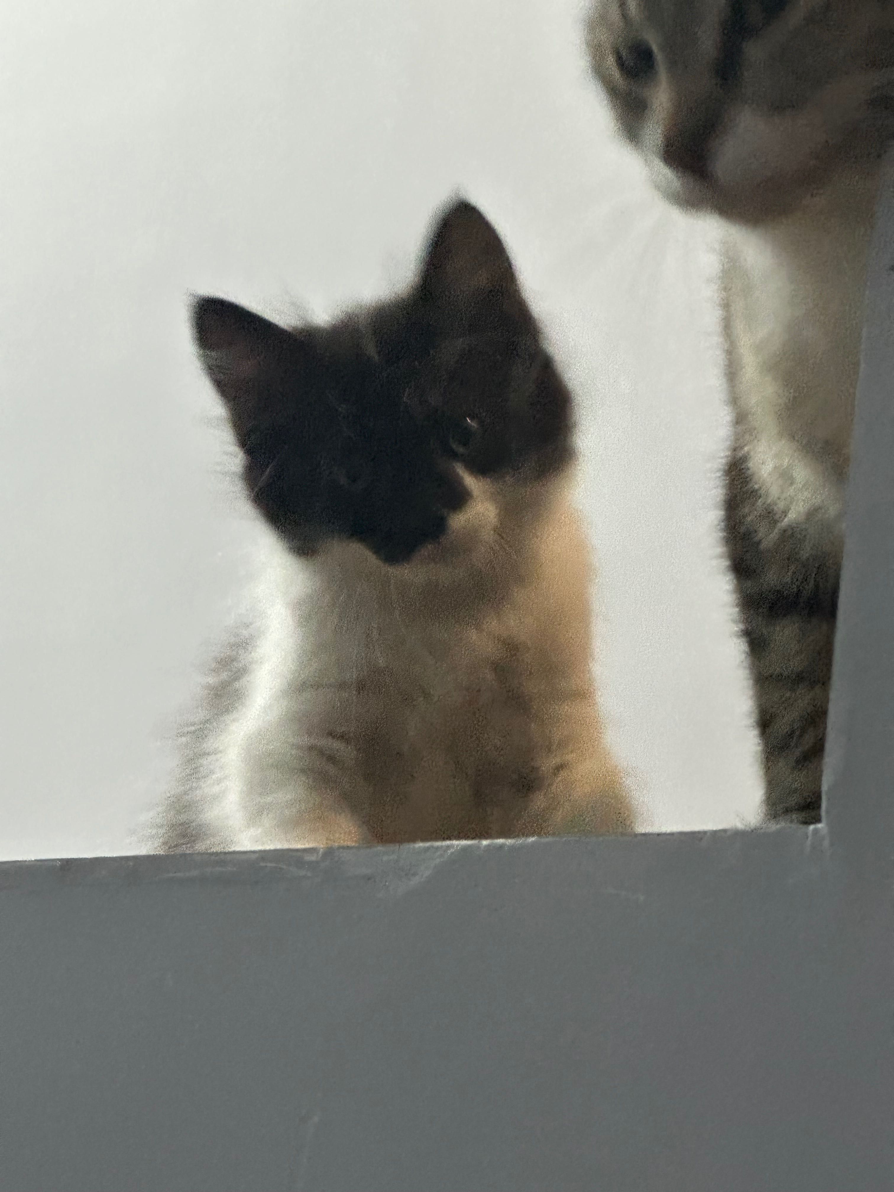 Подарявам малки котенца