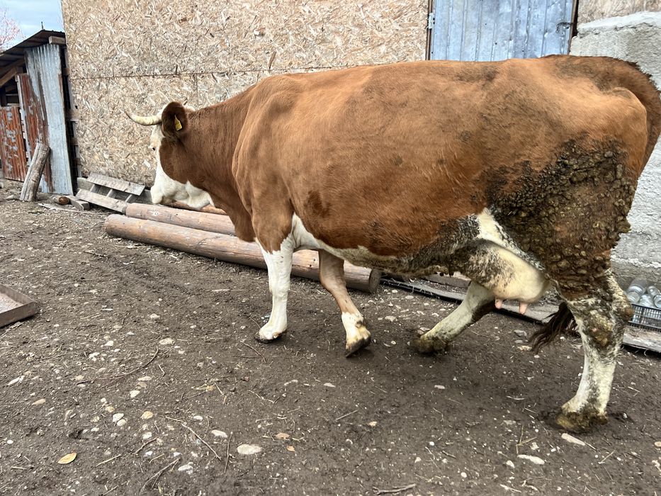 Vaca baltata germana  8 ani