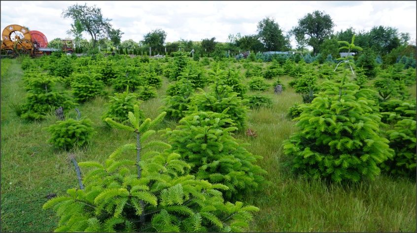 Puieti ornamentali de brad normandian,la super pret!