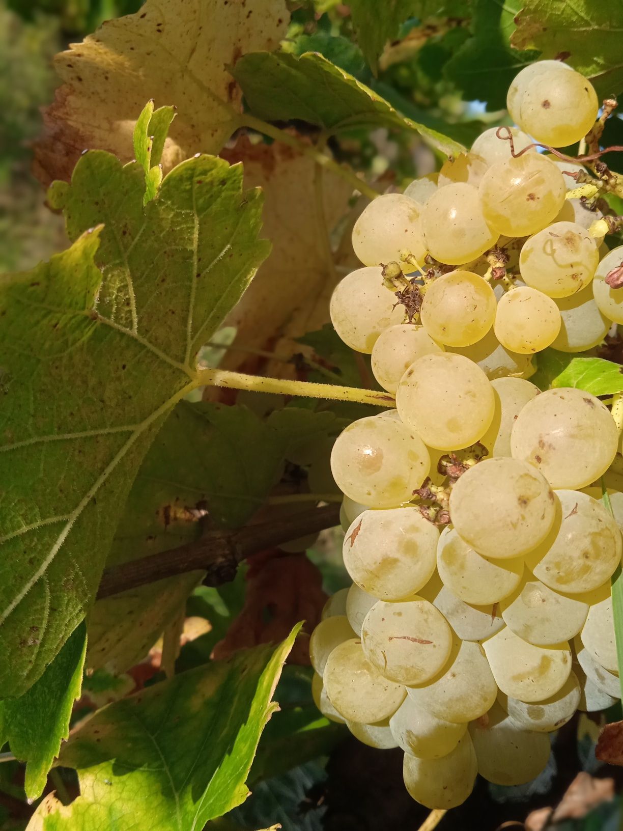 Struguri pentru vin Cabernet, Survinion