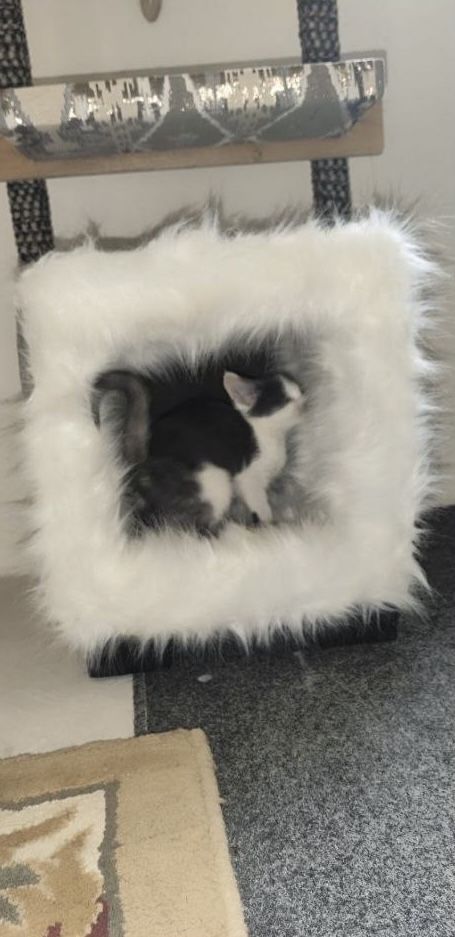 Уютный домик для кота