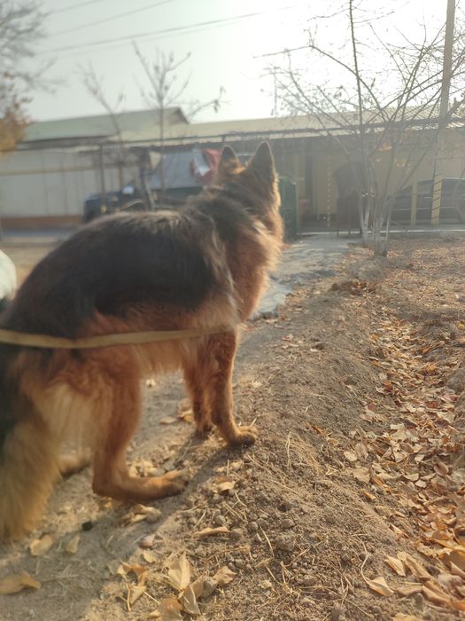 Сабака апчарка неметиски