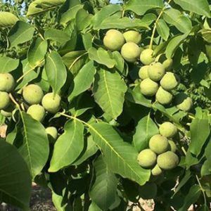 Vând puieți de pomi fructiferi altoiți  soiuri  cu fructe mari și nuci