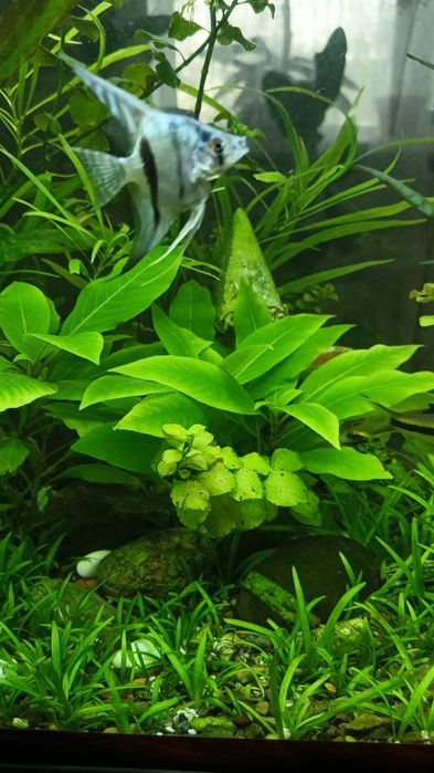 Аквариумные растения Лимонник