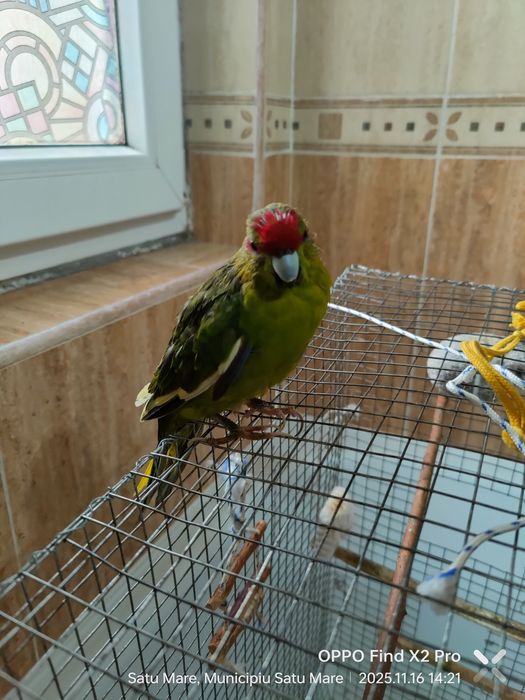 Pereche Kakariki pe oua cu colivie, cuib, accesorii, hrana