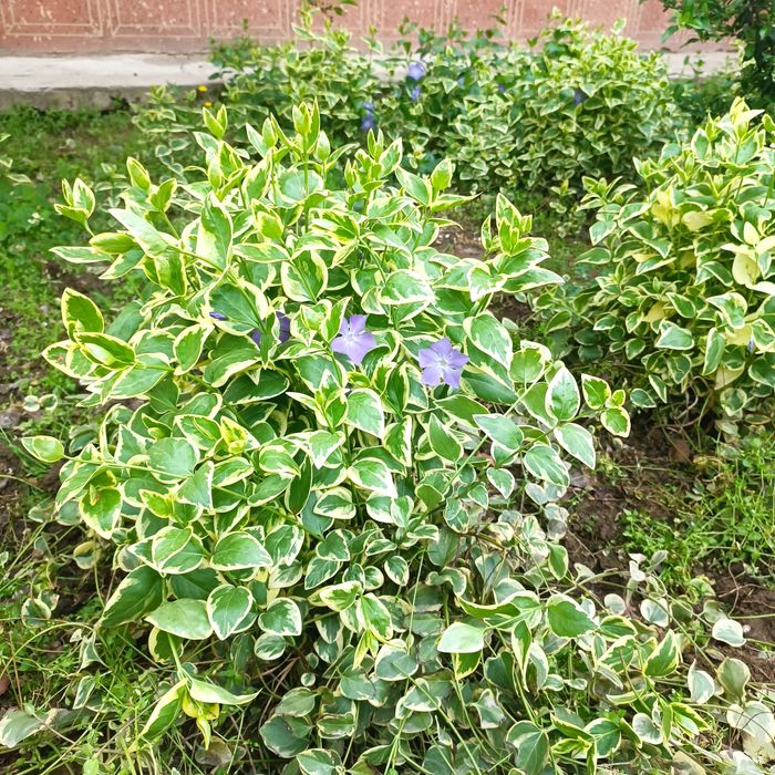 Барвинок кучатлари