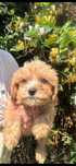 Maltipoo baiat toy cu carnet de sanatate