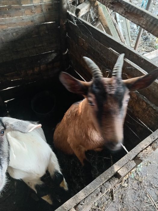 Animale capre alpin franceze