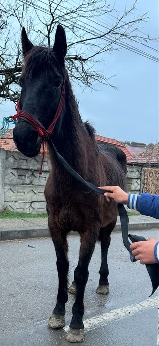 De vanzare cal castrat de 12 ani  trage fff bn la utilaje fff bland