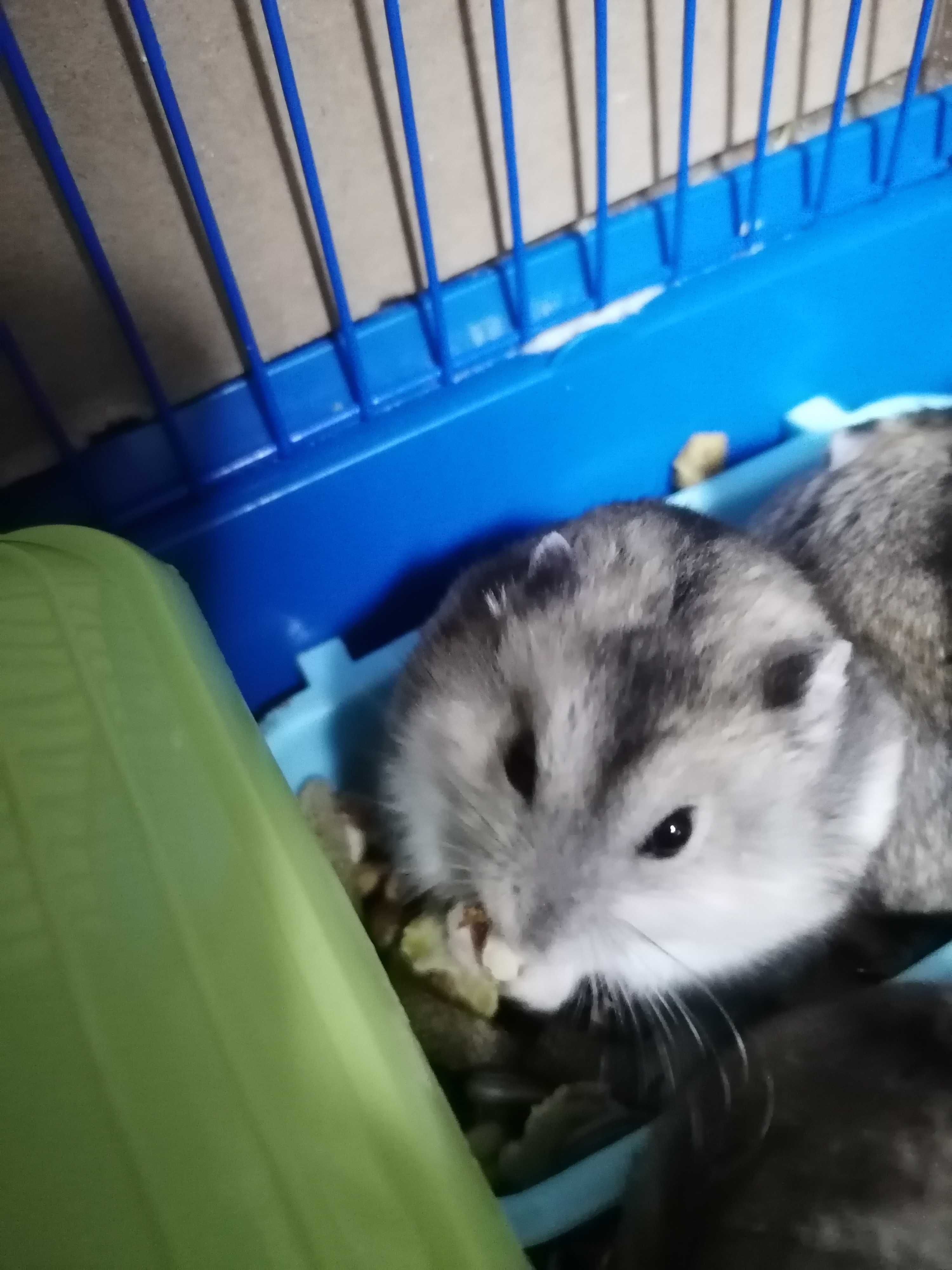 Hamsteri pitici 3 băieți și o fată vârstă 3 luni jumătate